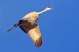 Sandhill Crane_73189